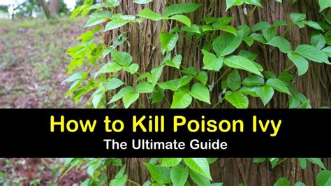 How To Get Rid Of Poison Ivy Plants With Bleach