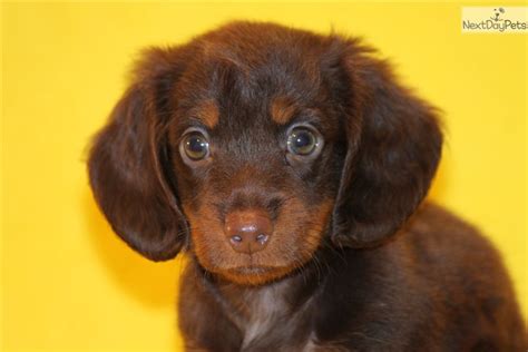 Look at pictures of dachshund puppies who need a home. Price: Dachshund, Mini puppy for sale near Dallas / Fort Worth, Texas. | 420f1087-7791