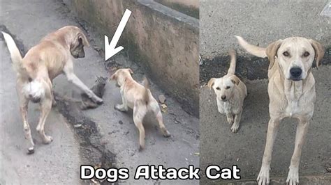 Dog Attack Cat Street Dogs Vs Cat Video Youtube