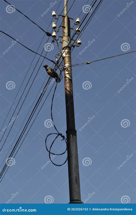 Crow On Electric Wires That Hang On A Pole Stock Photo Image Of