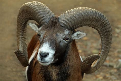 Mouflon Wild Sheep Sheep Horns M5 Photograph By Les Classics