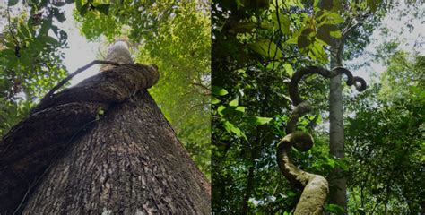 Lianas Strongly Impact Forests In Southern Amazonia Mirage News