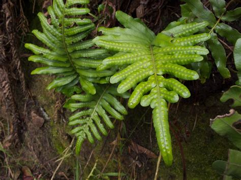 Polypodium Scouleri Mount Davidson San Francisco A North Flickr