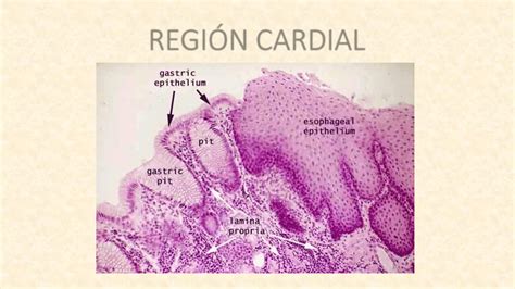 Filminas Estomago Anatomia Y Fisiologia Ii Nutricion Unc Filadd