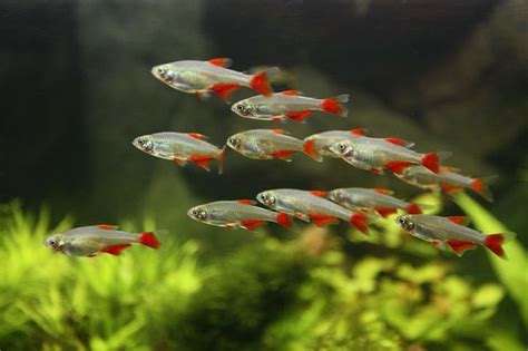 Schooling Fish For A 10 Gallon Aquarium Useful Information On Subject