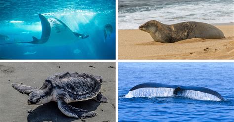 7 Endangered Marine Species That Need Your Help