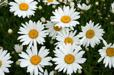 13 Plants With Daisy Like Flowers