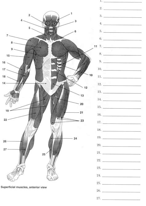Human Muscles Labeled Label Muscles Worksheet Body Muscles Pinterest