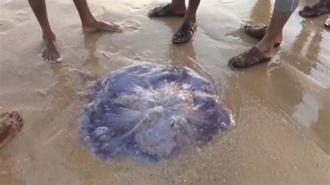 Mysterious Sea Creature Found On Beach Youtube