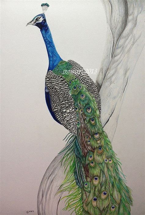 Peacock Drawing In Coloured Pencil By Jess Stanley Art Watercolor
