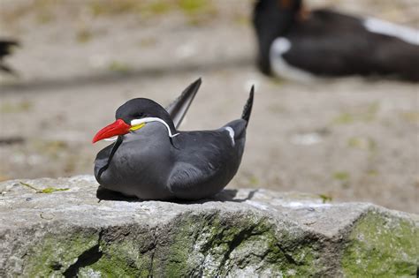 Inca Tern Bird Wildlife Free Photo On Pixabay