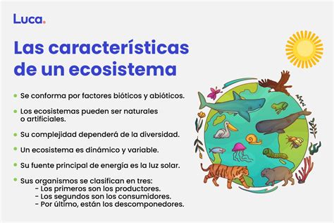 Ecosistema ¿cómo Funciona Nuestro Entorno