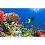 Buying An Aquarium Checkout 7 Things You Should Know