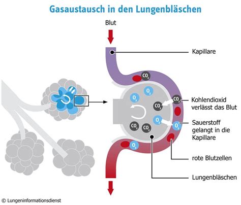 Zelle und umgebung heißt atmung. #lungenbläschen hashtag on Twitter