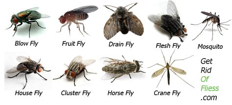 What Flies Do You Have In Your Home How To Get Rid Of Flies