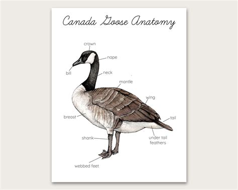 canada goose anatomy poster art print etsy