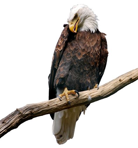 Our database contains over 16 million of free png images. Eagle on Branch PNG Picture | Gallery Yopriceville - High ...