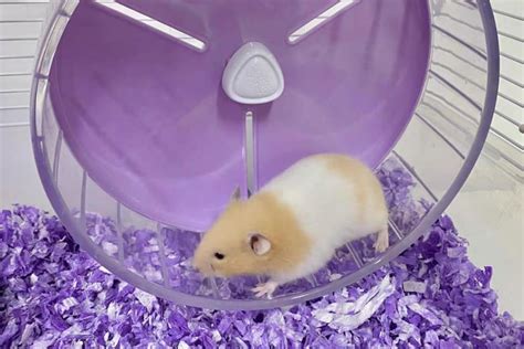 Why Do Hamsters Run On Wheels Hamster Spruce