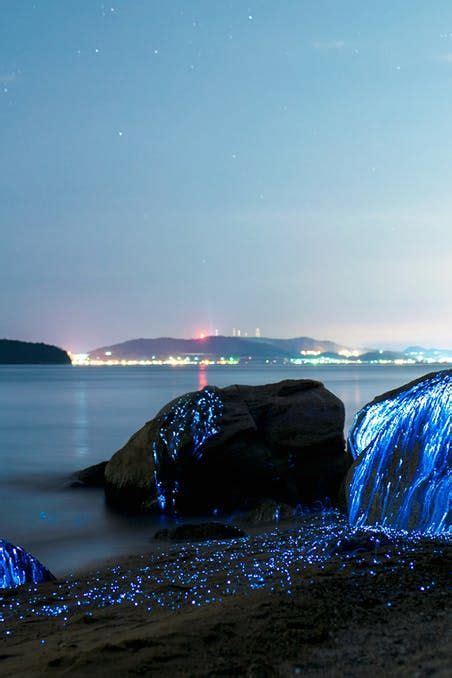 5 Bioluminescent Beaches That Will Blow Your Mind Beach Pictures