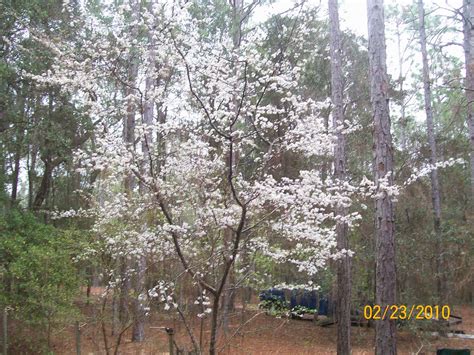 Chickasaw Plum Tree In Bloom Native To Florida This Tree Flickr
