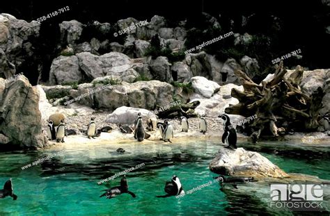Austria Vienna Schonbrunn Zoo Humboldt Penguins Stock Photo