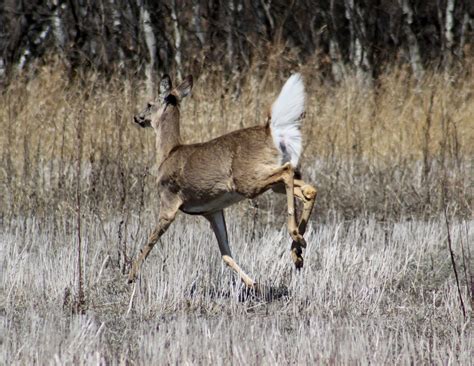Still Life With Birder White Tailed Deer