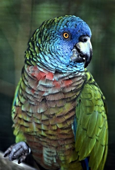 Image Amazona Versicolor St Lucia Parrot Biolibcz