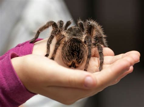 A pet is usually described as someone who is submissive, willing to take orders, and appreciate a sense of ownership. Keeping Spiders as Pets | ThriftyFun