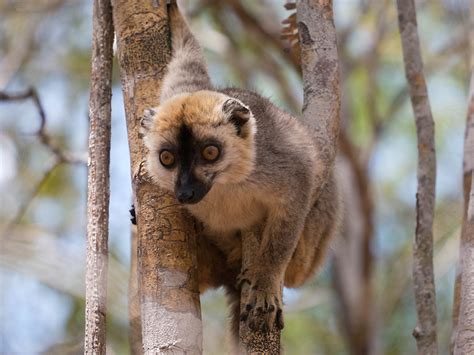 Lemur Watching In The Kirindy Reserve Madagascar Pommie Travels