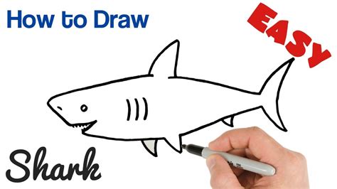 How To Draw A Shark Easy Step By Step Youtube