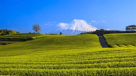 Green Tea Plantation And Mt Fuji Bing Wallpaper Download