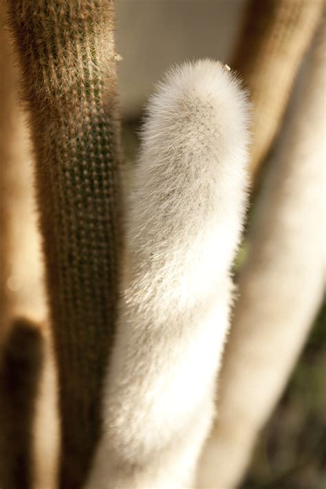 Afternoon Eye Candy Fuzzy Cacti For Frosty Thursdays Plant Talk