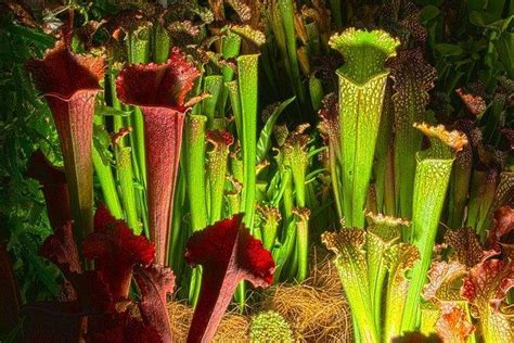 It pitchers on every leaf with no problems and regularly dries out completely without any ill effect. How to Grow & Care for Pitcher Plants - Soil Seed and Garden