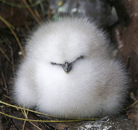 These 16 Fluffy Animals Will Make You Say A Bored Panda