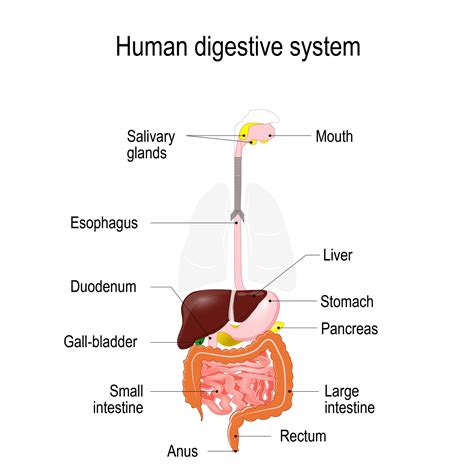 Digestive System Diagram With Labels