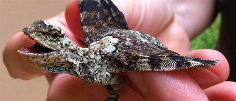 Check spelling or type a new query. The Comment Section • View topic - Adorable obscure critters