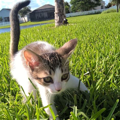 Cute Kitten Playing Outside Kittens Cutest Kittens Playing Kitten