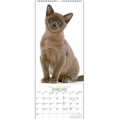 Cats Wall Calendar