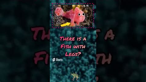 Did You Know That There Is A Fish With Legs Youtube