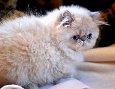 baby   persian kitten type  persian cats