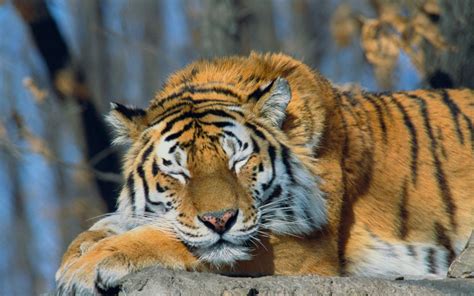 Tigresoficial, san nicolás de los garza, mexico. Tigre Siberiano- Animais Em Extinção - Humanos e Caças ...