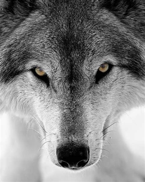 Wolfstunning Wolf Love Grey Wolf Wolf Black Wolf Photos Wolf