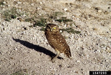 Burrowing Owl Athene Cunicularia
