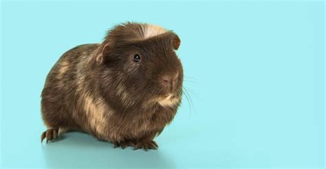 English Crested Guinea Pig Pictures Az Animals