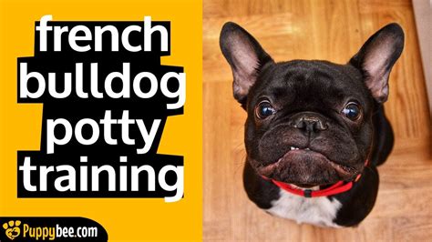 Accidents are expected, especially for puppies. French Bulldog Puppy Potty Training Tips - Tips from 24 ...