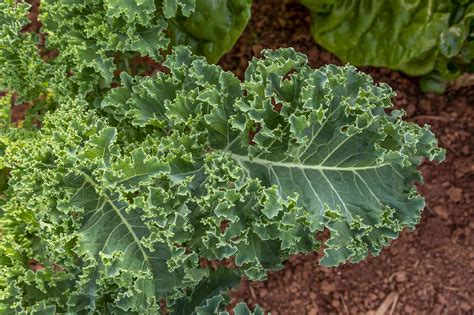 How To Grow And Care For Kale 2022