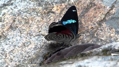 Annas 88 Butterfly Youtube