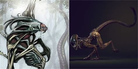 Alien Xenomorph Life Cycle Explained