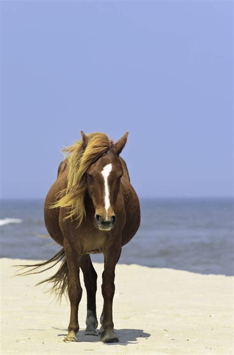 Wild Horse Standing Alone On Breezy Beach Of Assateague Island