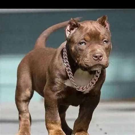 Teacup Pitbull What Are They And Why Are They Special